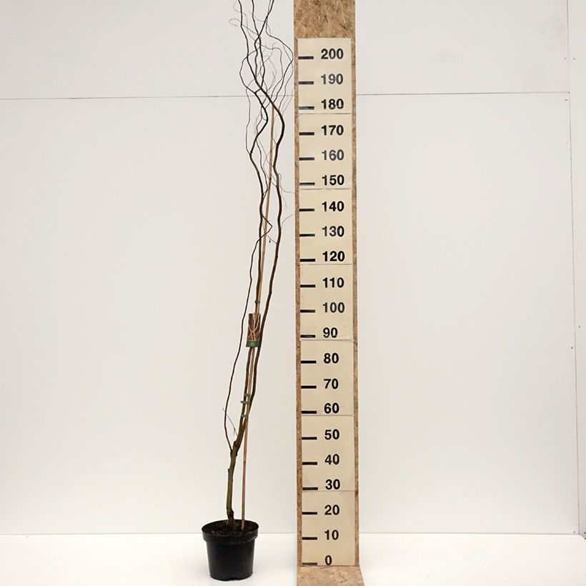 Example of Saule blanc tortueux - Salix alba Dart's Snake Pot de 4L/5L as you get in hiver
