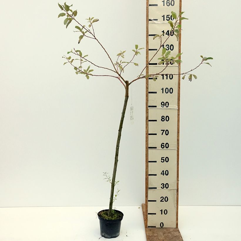 Example of Saule marsault doré - Salix caprea Ogon Pot de 3L/4L, Tige as you get in ete