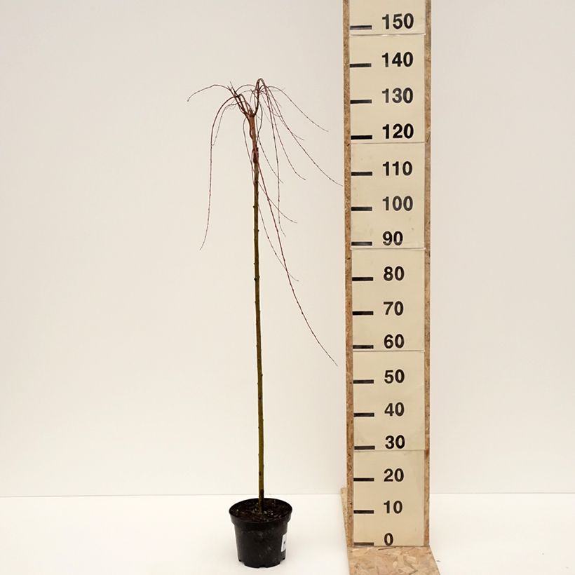 Example of Saule pommelé pleureur - Salix integra Pendula Pot de 3L/4L, Tige as you get in hiver