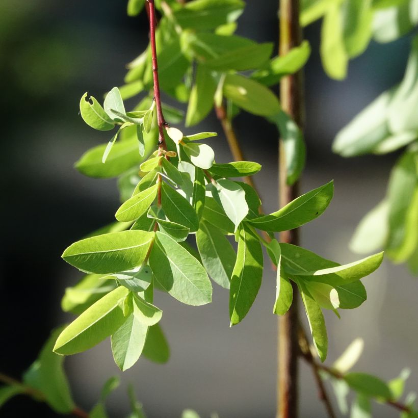 Saule pommelé pleureur - Salix integra Pendula (Foliage)