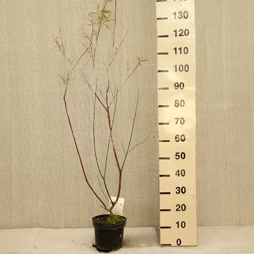 Example of Saule - Salix acutifolia Blue Streak Pot de 3L/4L as you get in automne