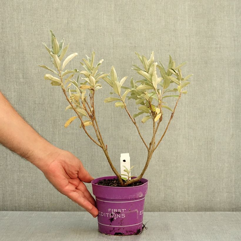 Example of Saule tomenteux - Salix candida Iceberg Alley Pot de 1,5L/2L as you get in ete