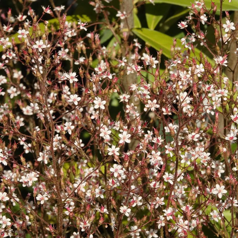 Saxifraga x urbium Aureopunctata - Désespoir du peintre (Flowering)