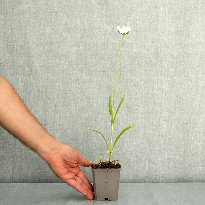 Example of Scabieuse du Caucase - Scabiosa caucasica Alba Godet de 7/8 cm as you get in ete