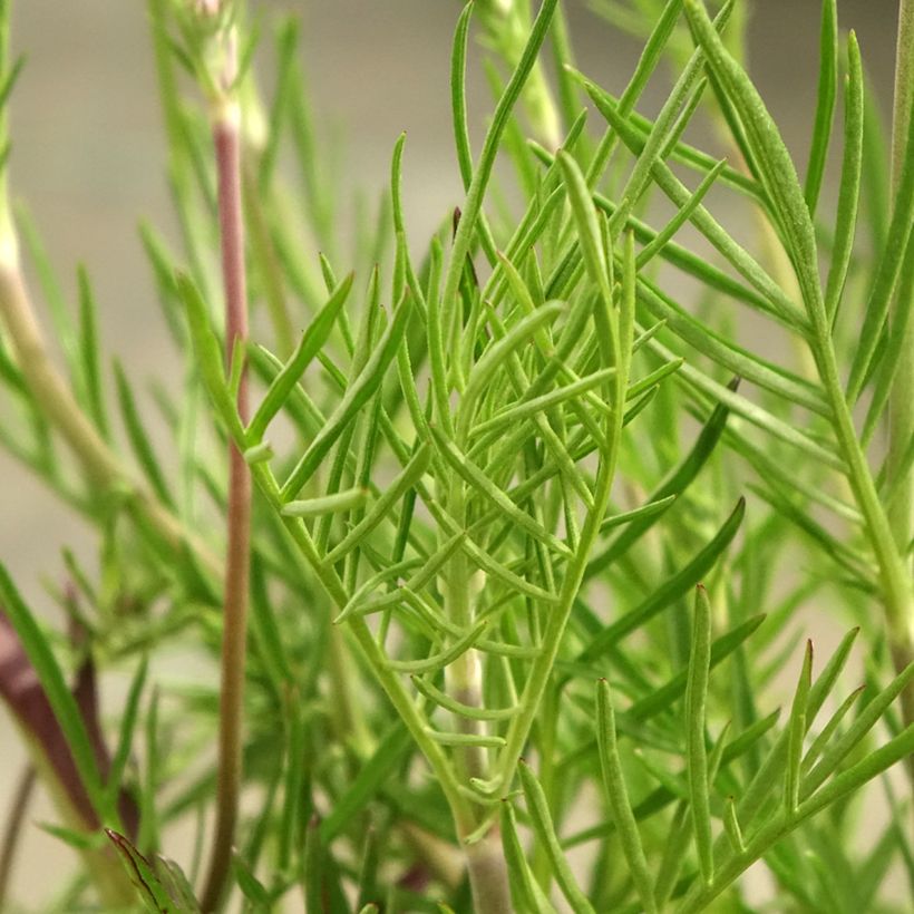 Scabiosa canescens ou suaveolens - Scabieuse odorante (Foliage)