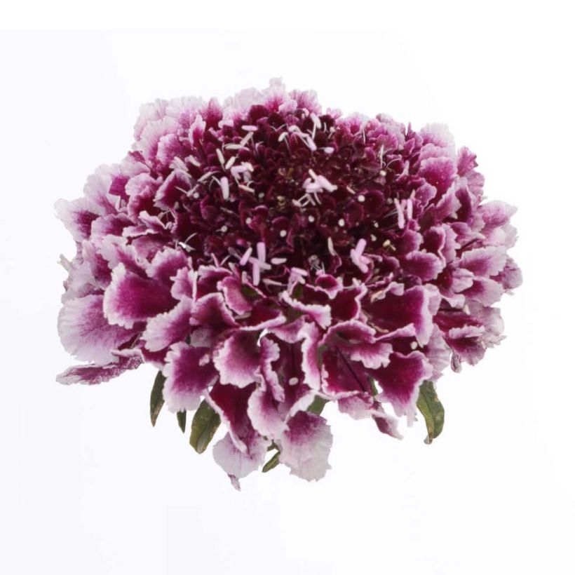 Scabieuse - Scabiosa Cherry Vanilla Scoop (Flowering)