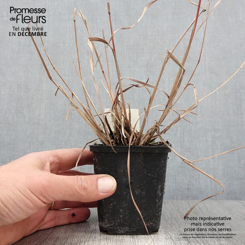 Example of Schizachyrium scoparium Wild West - Andropogon, Herbe à balais Godet de 8/9 cm as you get in automne