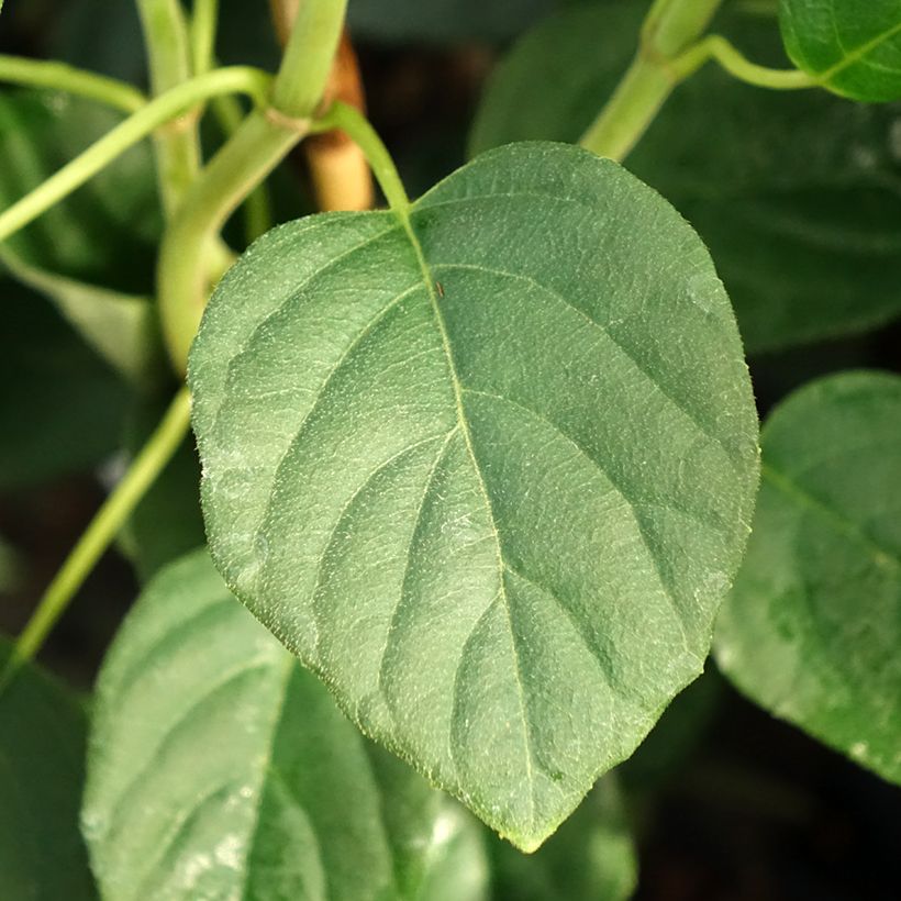Schizophragma Angel Wings - Hortensia grimpant (Foliage)