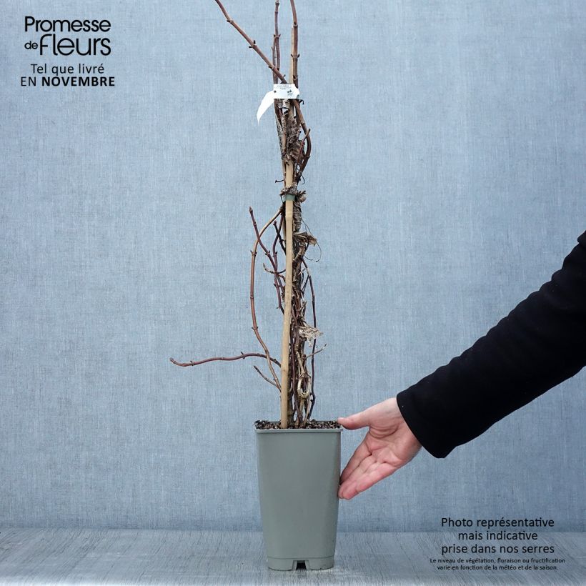 Example of Schizophragma hydrangeoïdes Burst Of Light Pot de 2L/3L as you get in automne