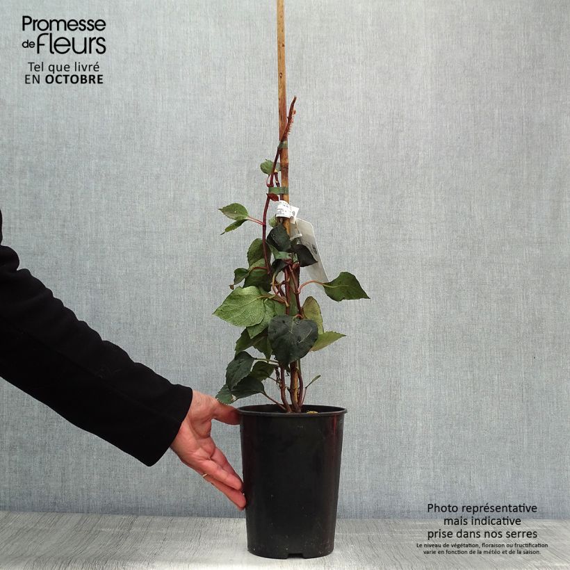 Example of Schizophragma hydrangeoides Rose Sensation (Roseum) Pot de 2L/3L as you get in automne