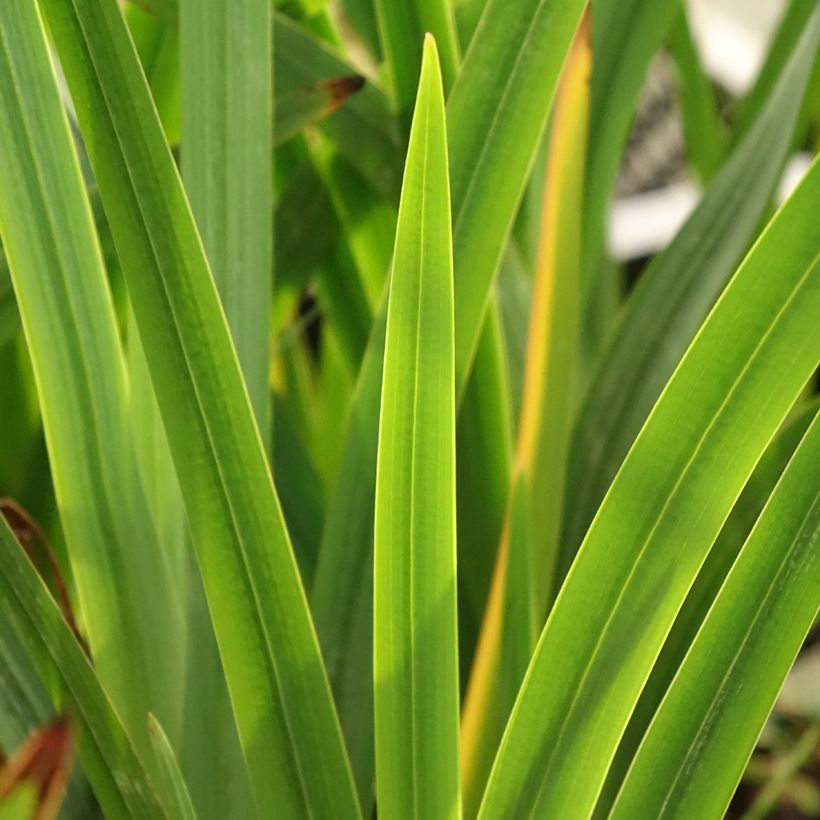 Schizostylis coccinea Rosea - Lis des Cafres (Foliage)