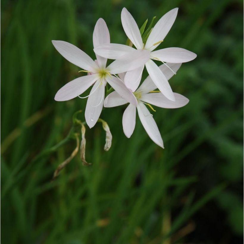 Schizostylis coccinea Alba, Lis des Cafres (Plant habit)