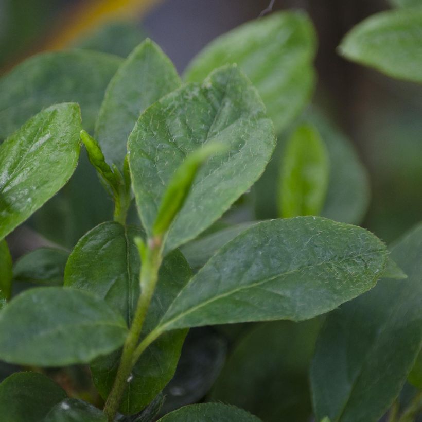 Azalée du Japon Schneewittchen - Rhododendron hybride (Foliage)