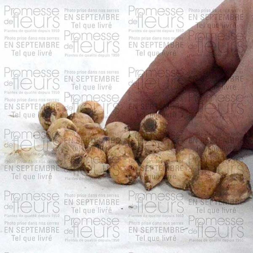 Example of Scille bifolia Bulbe size 4+ as you get