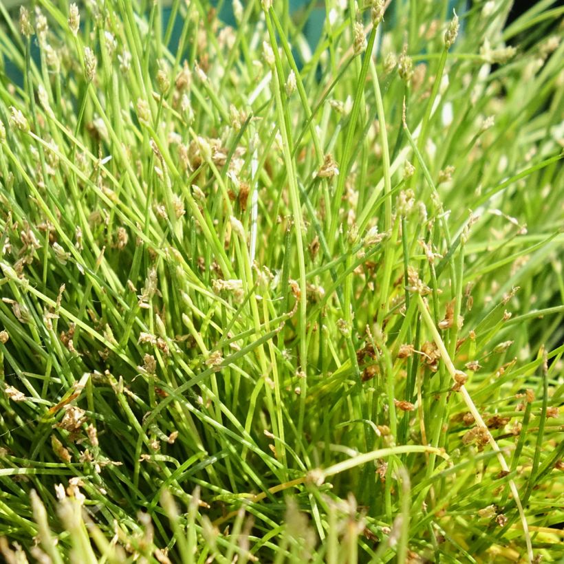 Scirpus isolepsis (Foliage)