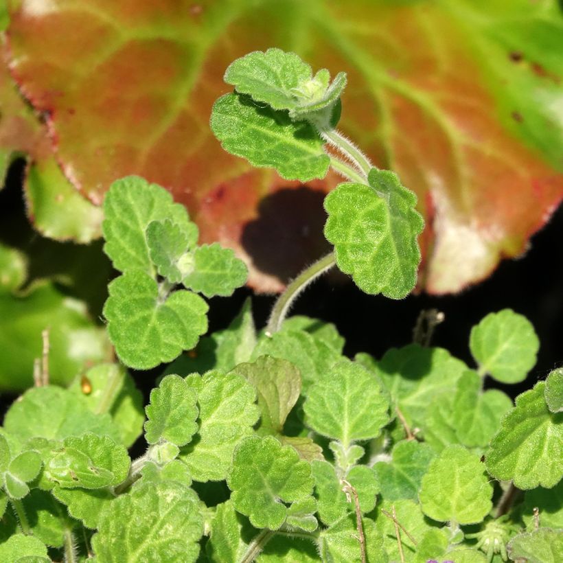 Scutellaria indica var. parviflora - Scutellaire (Foliage)