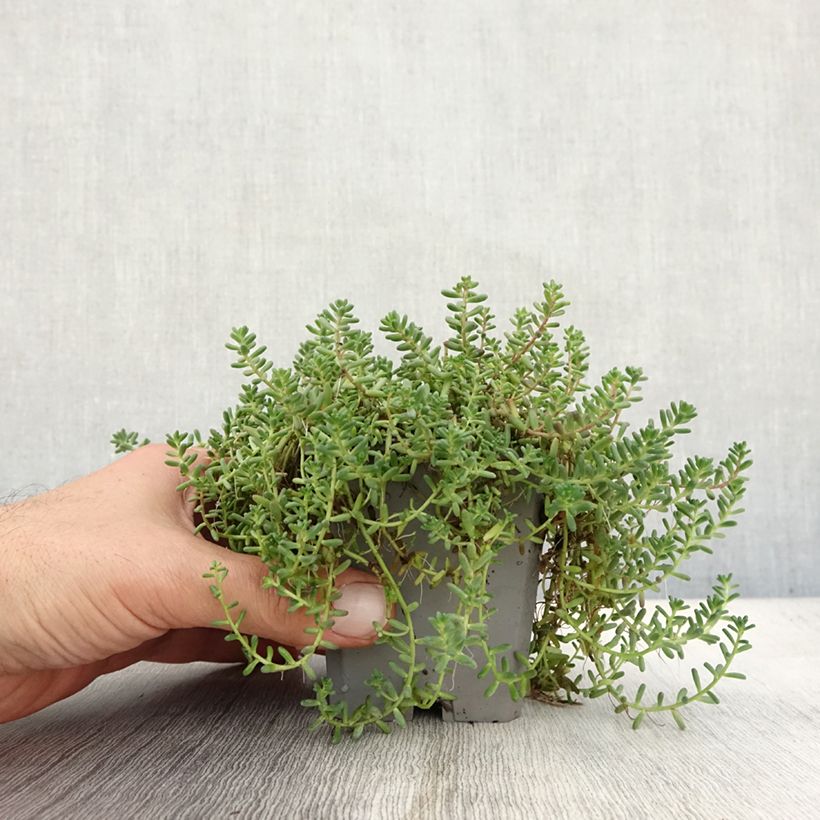 Example of Sedum album Murale - Orpin blanc Godet de 8/9 cm as you get in automne