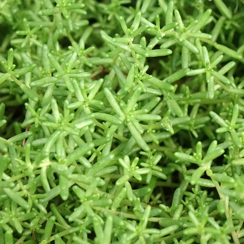 Sedum album Murale - Orpin blanc (Foliage)