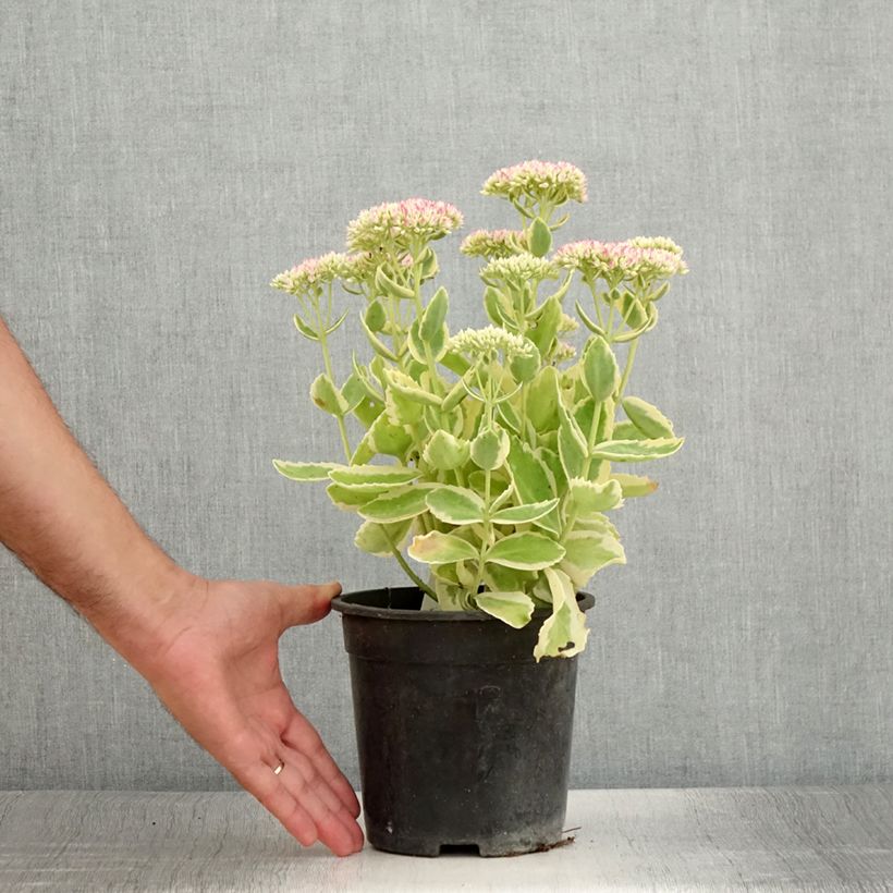 Example of Sedum Autumn Charm (Hylotelephium) Pot de 2L/3L as you get in ete