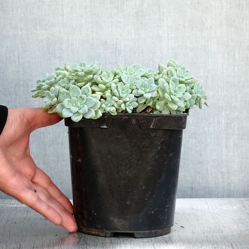 Example of Sedum clavatum - Orpin mexicain Pot de 3L/4L as you get in automne