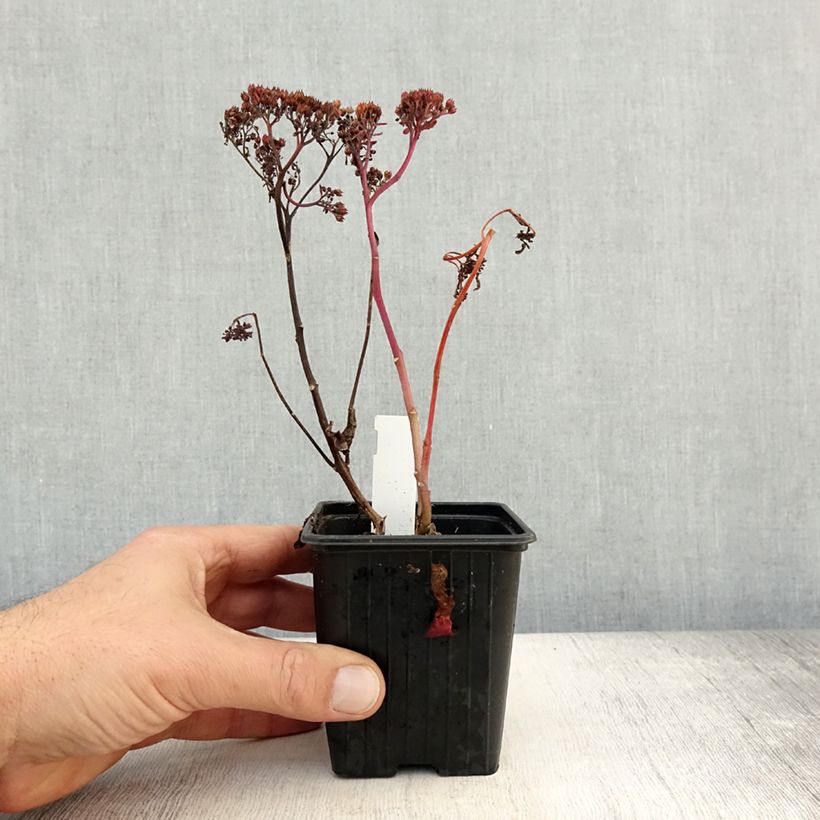 Example of Sedum Dark Magic Godet de 8/9 cm as you get in automne