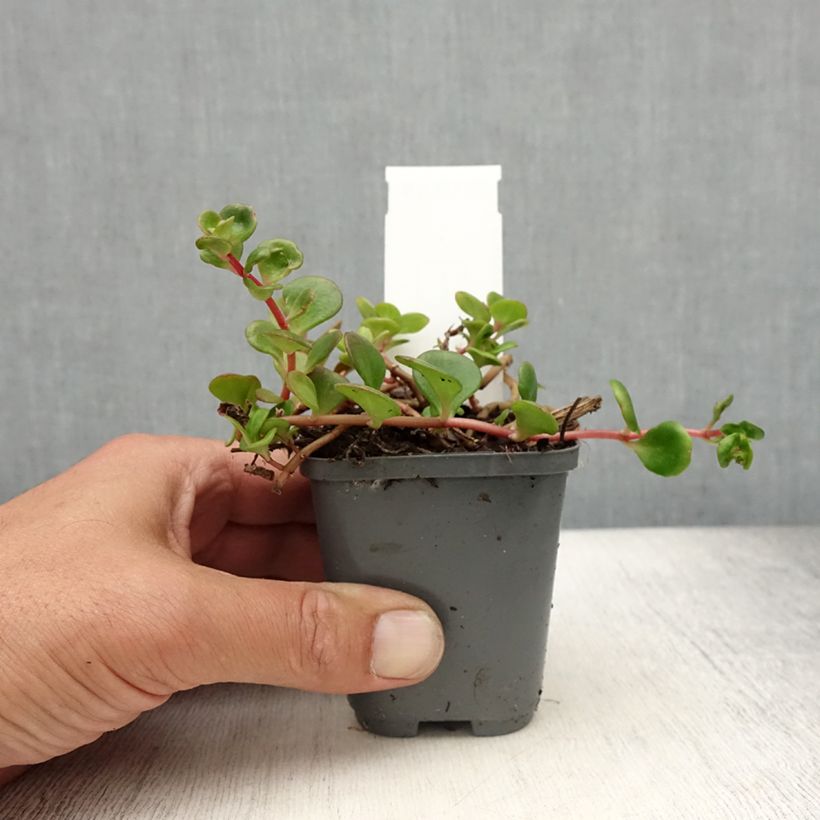 Example of Sedum makinoi Lime Godet de 7/8 cm as you get in ete