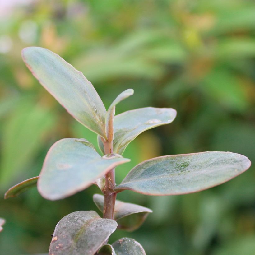 Sedum Marina - Orpin (Foliage)