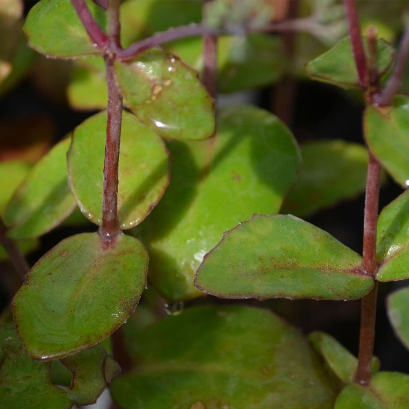 Sédum Matrona - Orpin (Foliage)