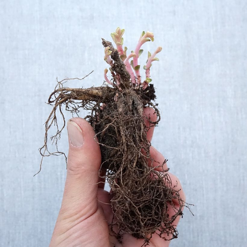Example of Sedum Red Cauli - Orpin d'automne Petites Racines nues as you get in hiver