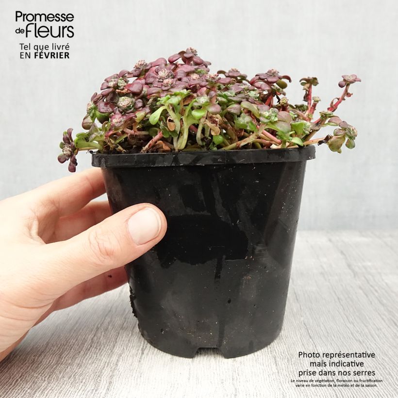 Example of Sedum spathulifolium Purpureum - Orpin Pot de 2L/3L as you get in hiver