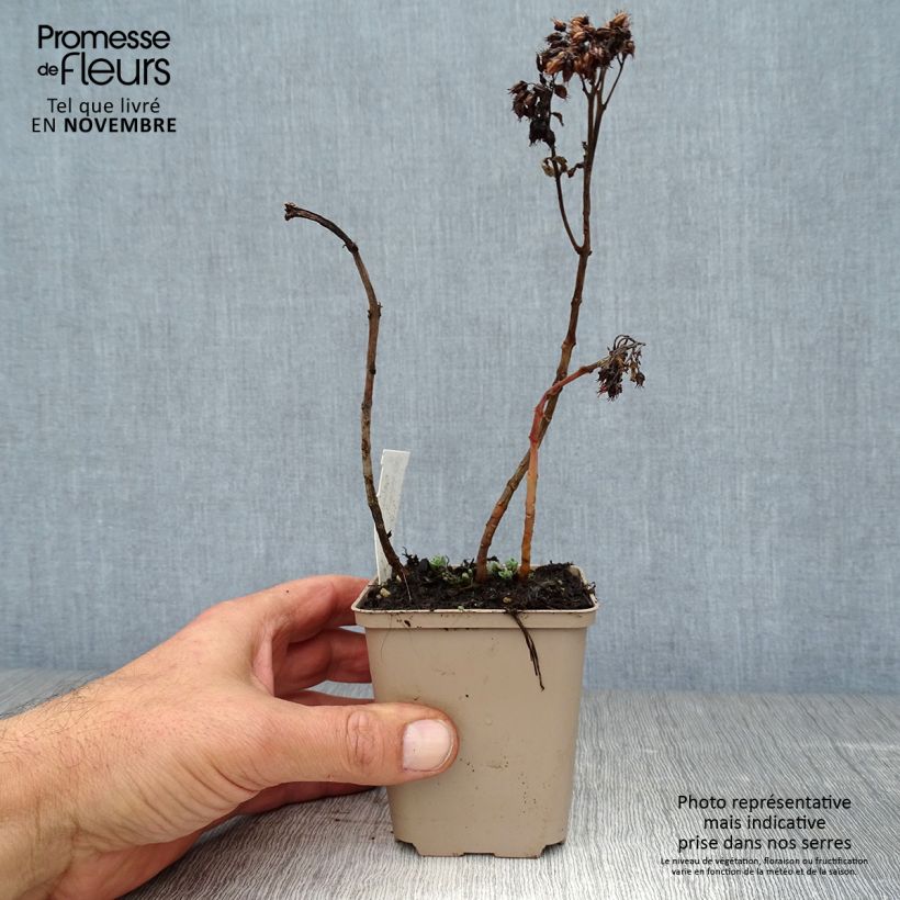 Example of Sedum spectabile Meteor - Orpin d'automne Godet de 8/9 cm as you get in automne