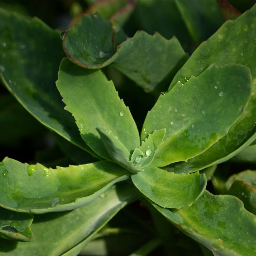 Sedum spectabile Septemberglut - Orpin d'automne (Foliage)