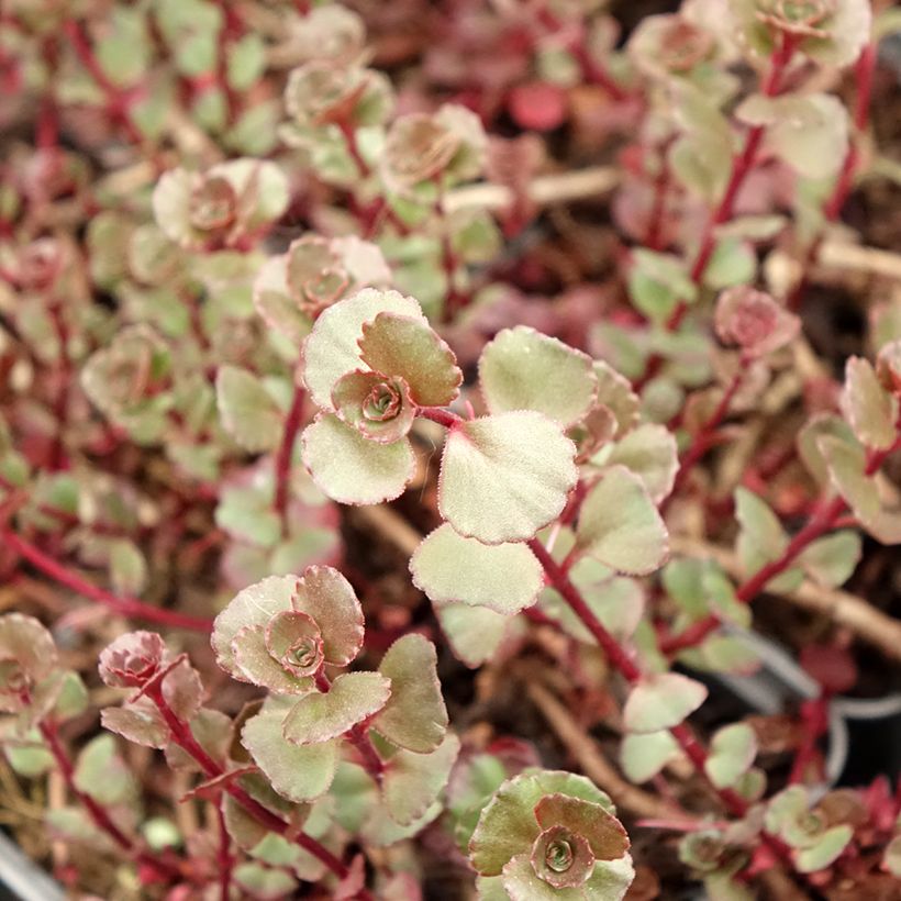 Sedum spurium Fuldaglut - Orpin (Foliage)