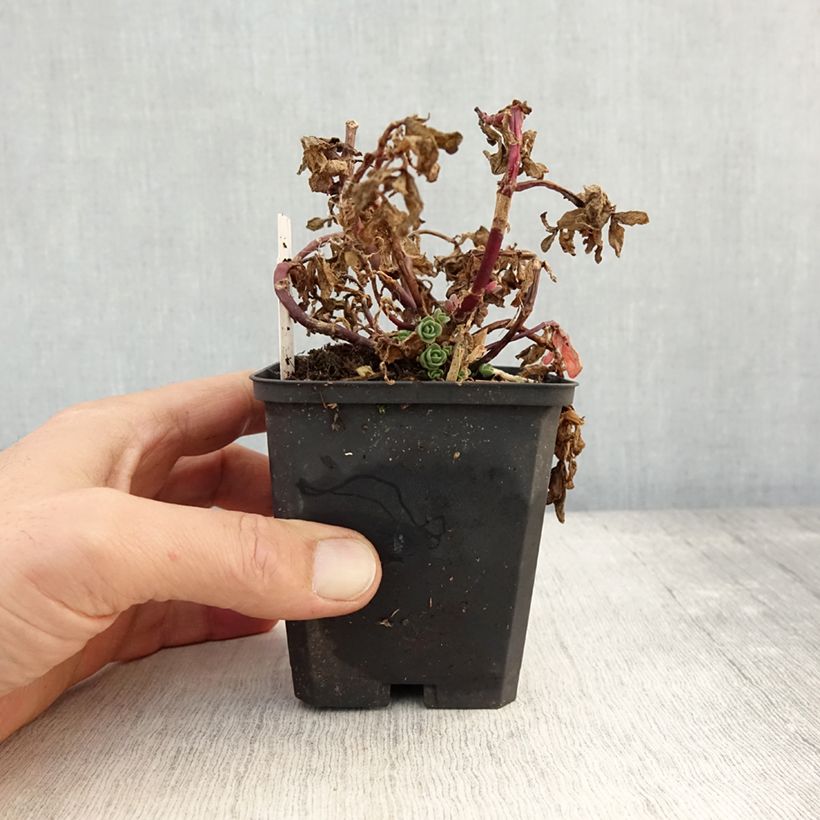 Example of Sedum Sunsparkler Blue Pearl - Orpin Godet de 8/9 cm as you get in automne