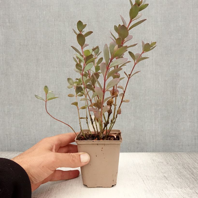 Example of Sedum SUNSPARKLER® Plum Dazzled - Orpin Godet de 8/9 cm as you get in ete