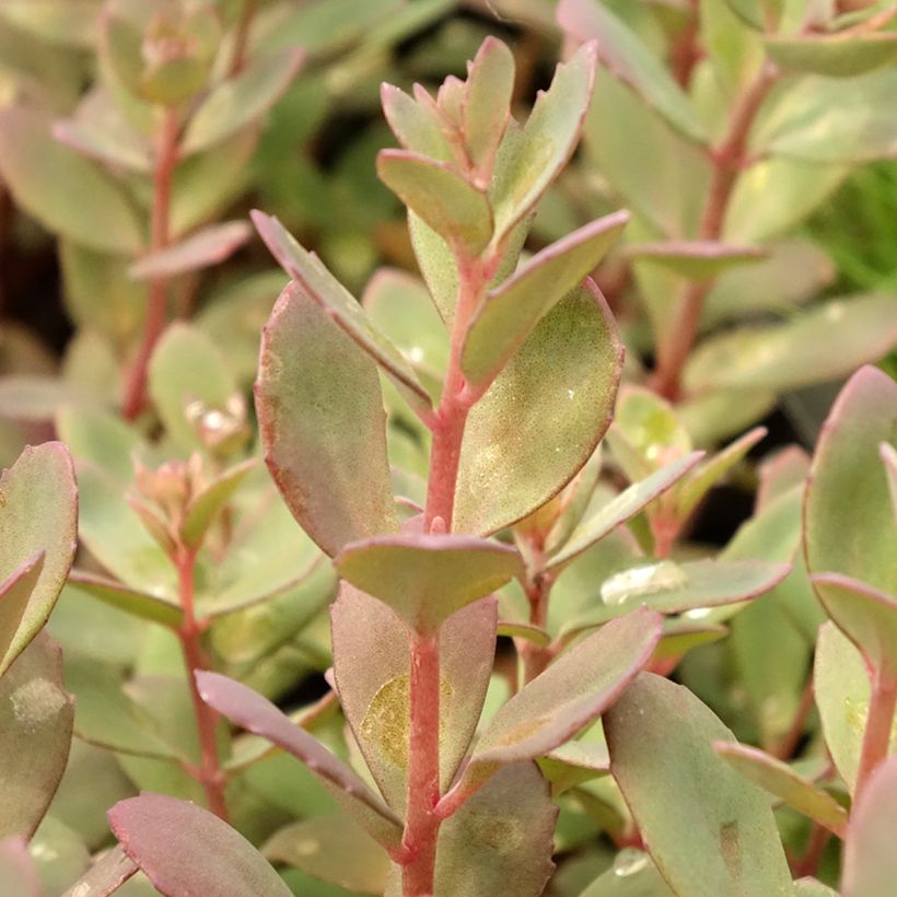 Sedum SUNSPARKLER® Plum Dazzled - Orpin (Foliage)