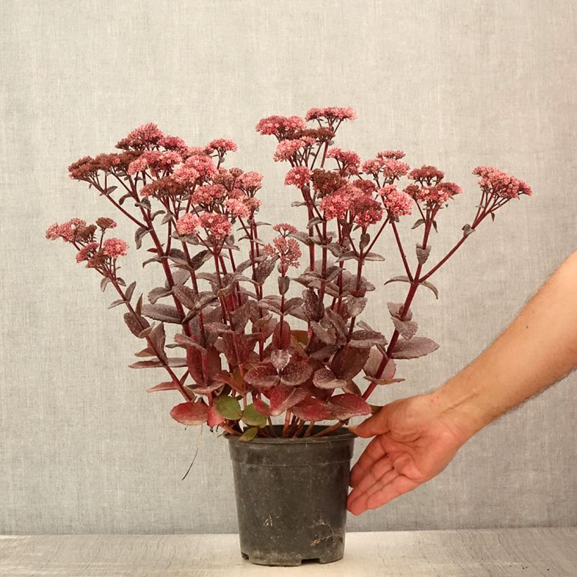 Example of Sedum telephium Bon Bon - Orpin Pot de 2L/3L as you get in ete