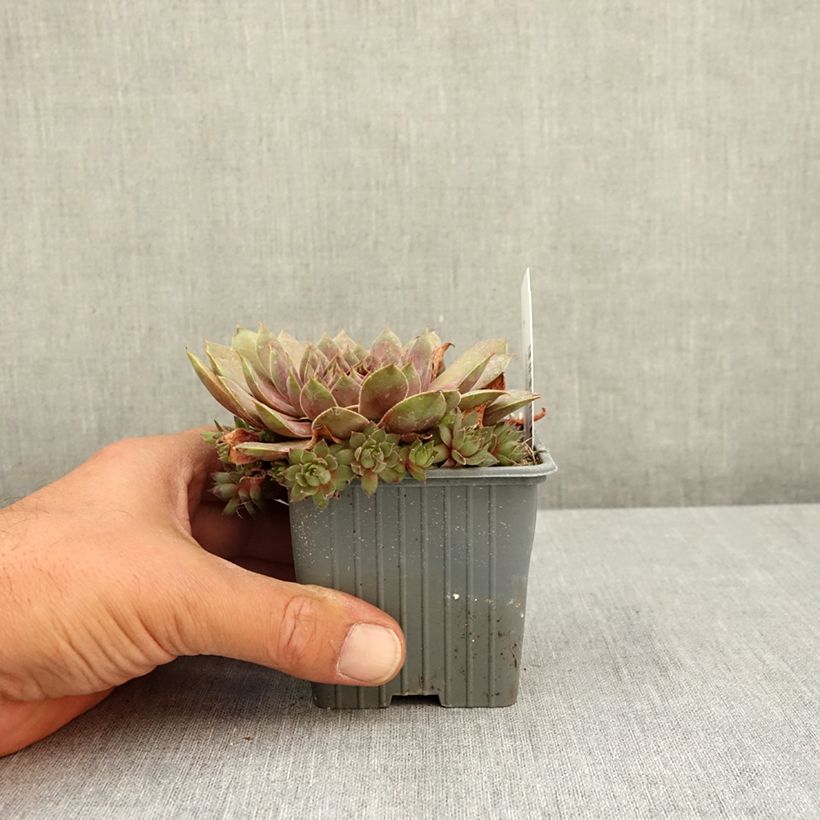 Example of Sempervivum Colorockz Coconut Crystal - Joubarbe Godet de 8/9 cm as you get in ete
