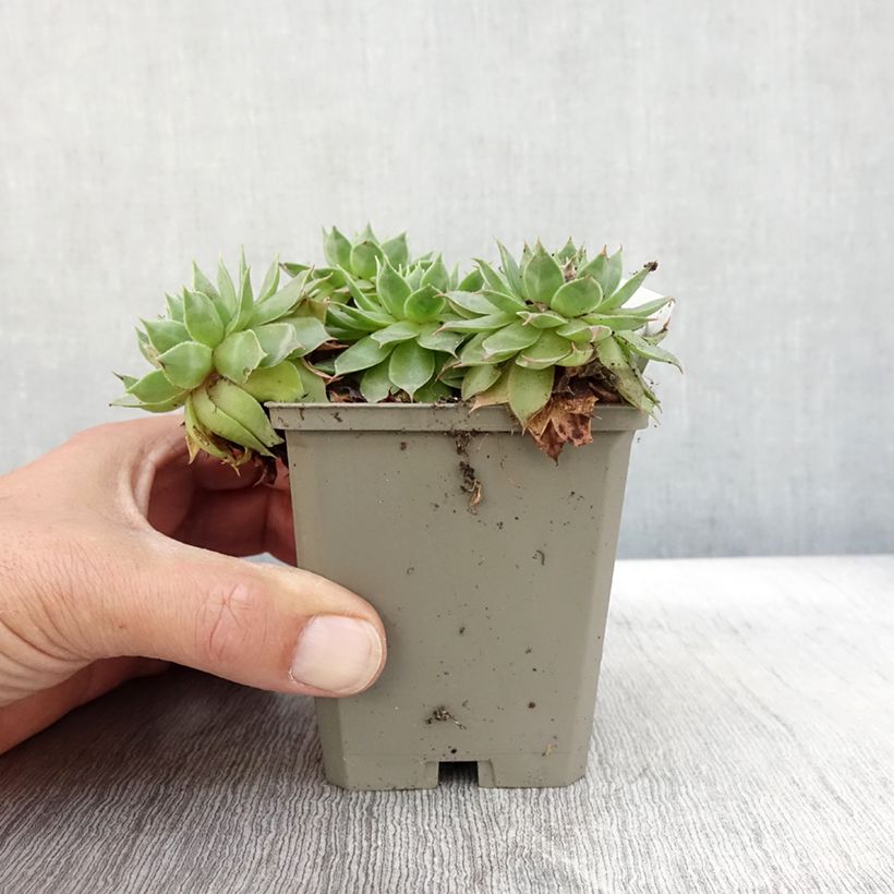 Example of Sempervivum Gay Jester - Joubarbe hybride Godet de 8/9 cm as you get in automne