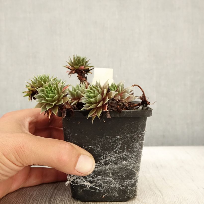 Example of Sempervivum Purple Beauty - Joubarbe bleu vert teinté de pourpre Godet de 8/9 cm as you get in automne