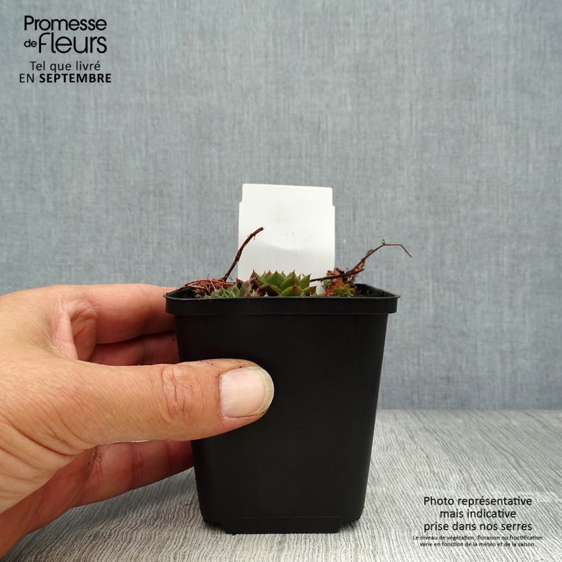 Example of Sempervivum Santis - Joubarbe hybride Godet de 8/9 cm as you get in automne