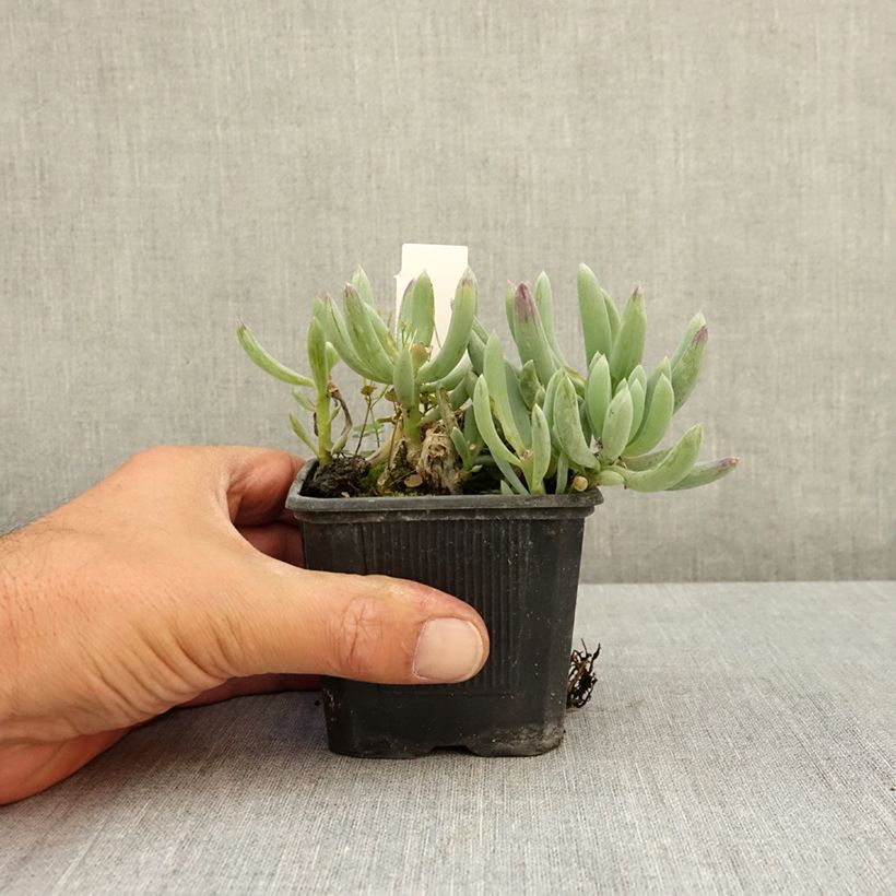 Example of Senecio serpens Blue Chalk Godet de 8/9 cm as you get in ete