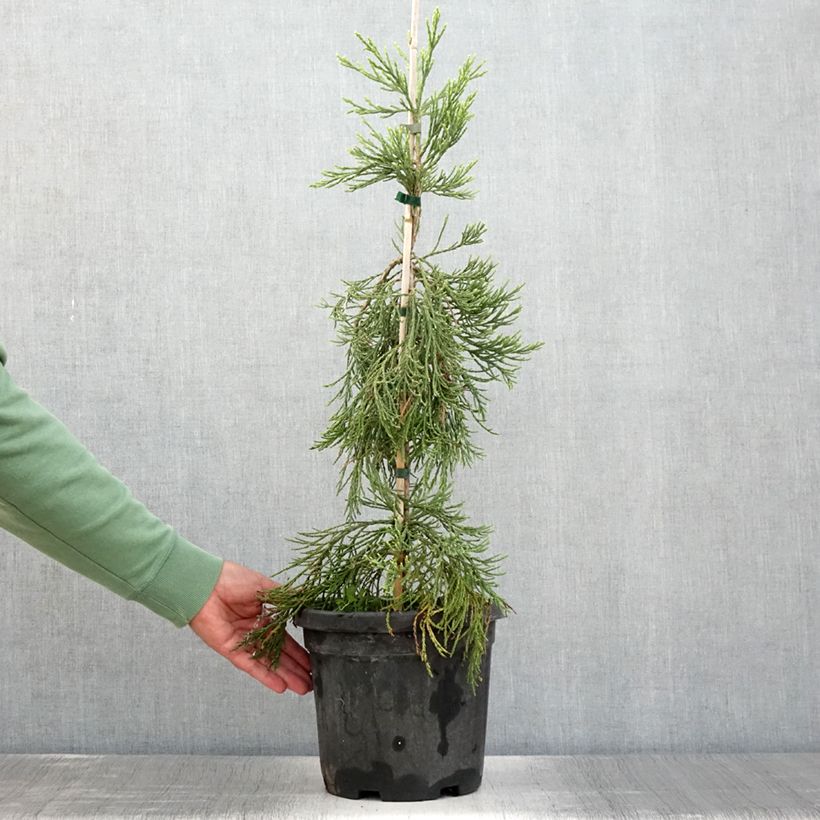 Example of Sequoiadendron giganteum Pendulum - Séquoia géant pleureur Pot de 4L/5L as you get in ete