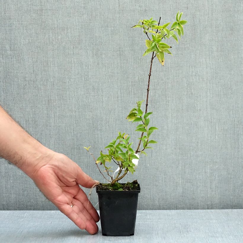 Example of Seringat des jardins - Philadelphus Belle Etoile Godet de 8/9 cm as you get in ete