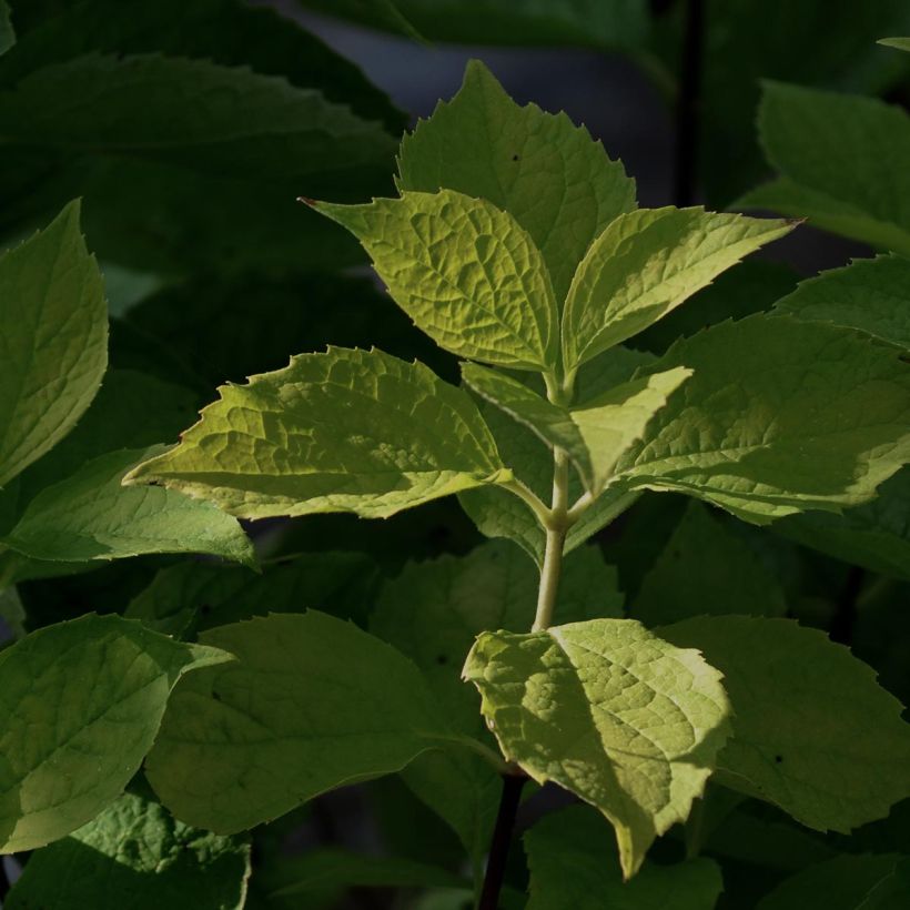 Seringat des jardins - Philadelphus coronarius Aureus (Foliage)