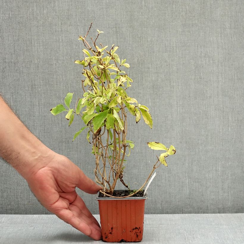 Example of Seringat des jardins - Philadelphus coronarius Aureus Godet de 8/9 cm as you get in ete