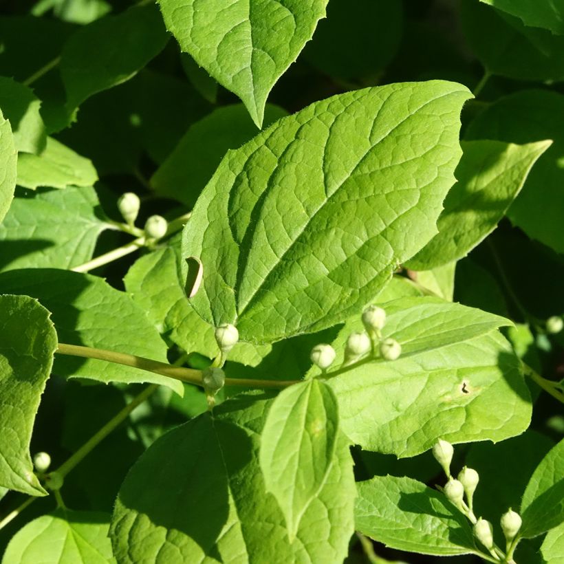 Seringat des jardins - Philadelphus coronarius Godzisz (Foliage)