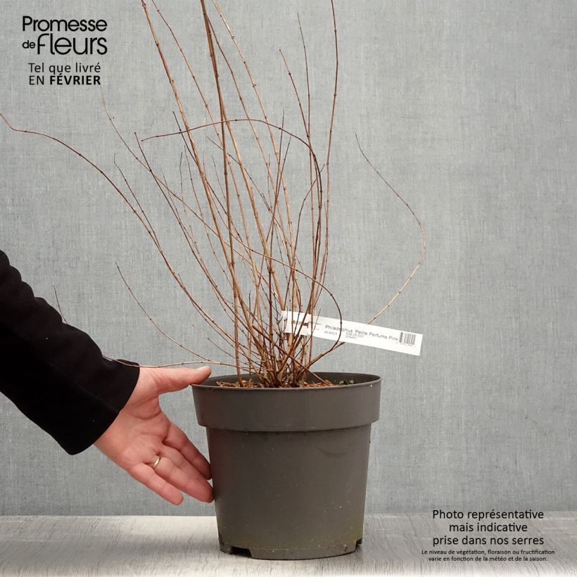 Example of Seringat des jardins - Philadelphus Petite Perfume Pink Pot de 3L/4L as you get in hiver
