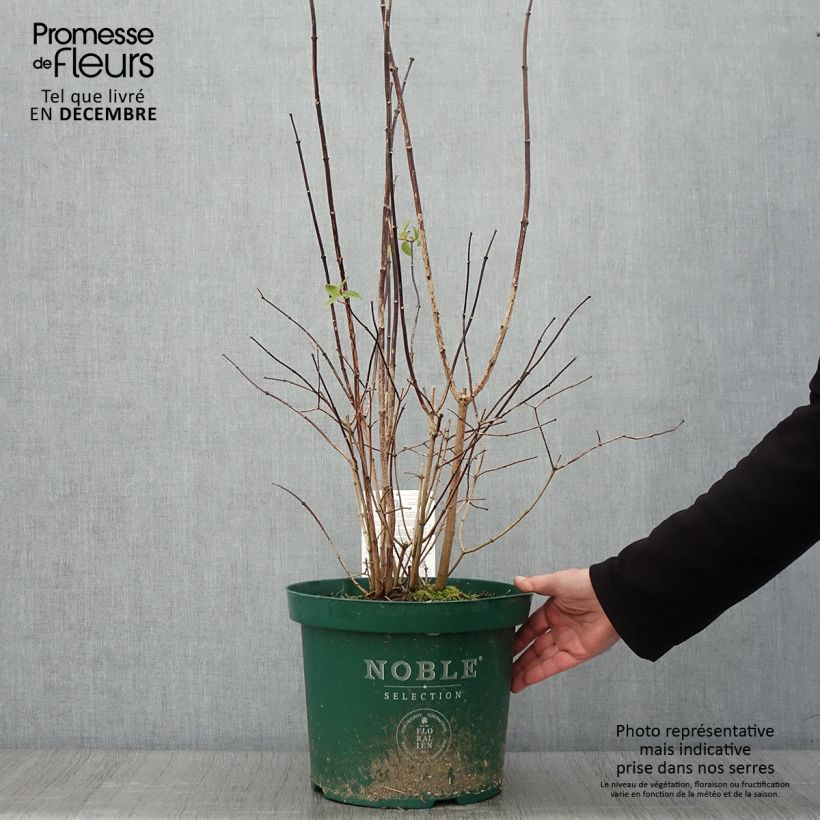 Example of Seringat des jardins - Philadelphus Starbright Pot de 7,5L/10L as you get in automne