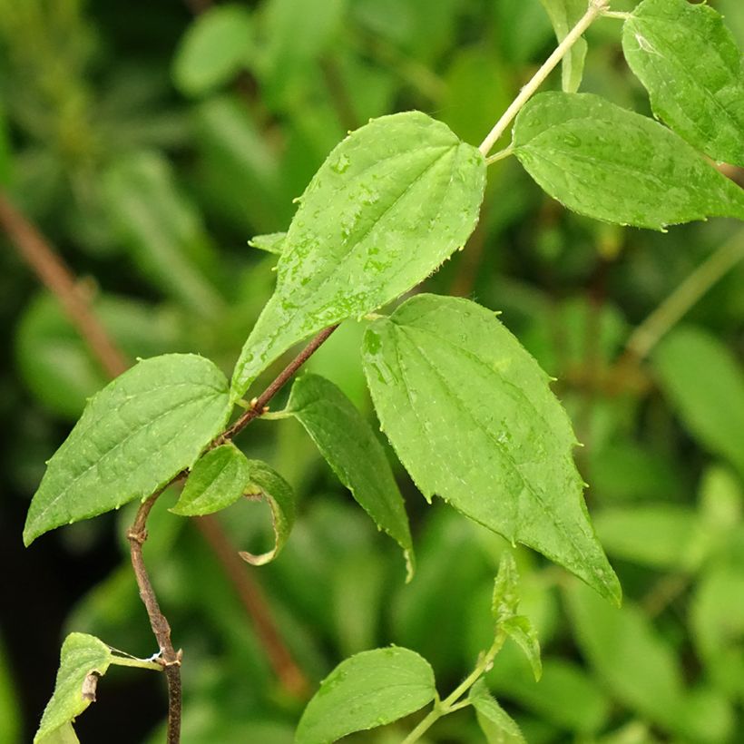 Seringat du Mexique - Philadelphus mexicanus (Foliage)